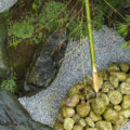 【水琴窟と筧の作り方】 〜日本庭園(枯山水・石庭)の作り方 その3〜