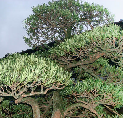 槙の透かし（その２）