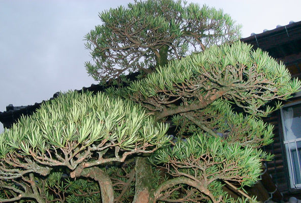 槙の透かし（その２）