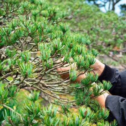 庭木剪定・竹垣製作実演セミナー