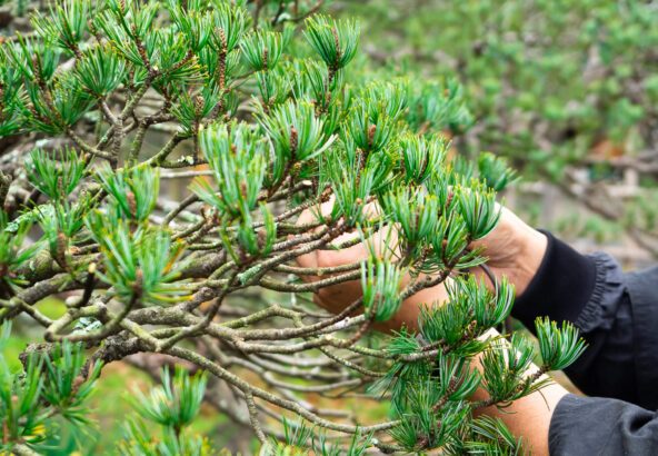 庭木剪定・竹垣製作実演セミナー